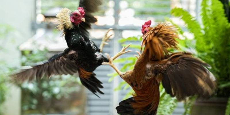 Tìm hiểu Đá gà Zowin là gì?